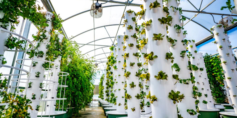 Vegetable Farms in Elkin, North Carolina