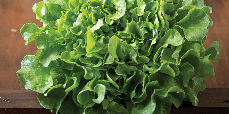Fresh Produce in Elkin, North Carolina