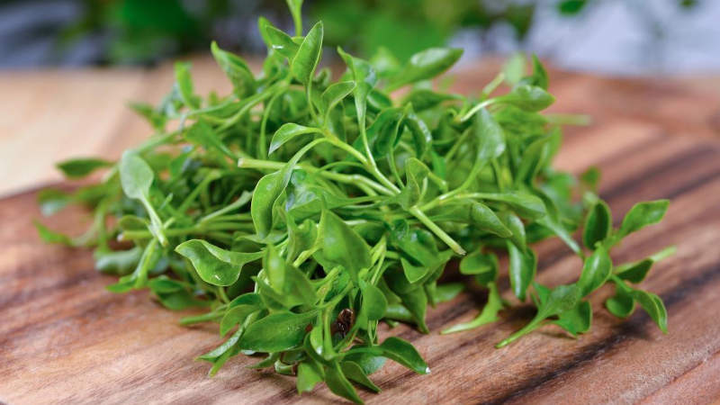 Herbs & Greens in Elkin, North Carolina