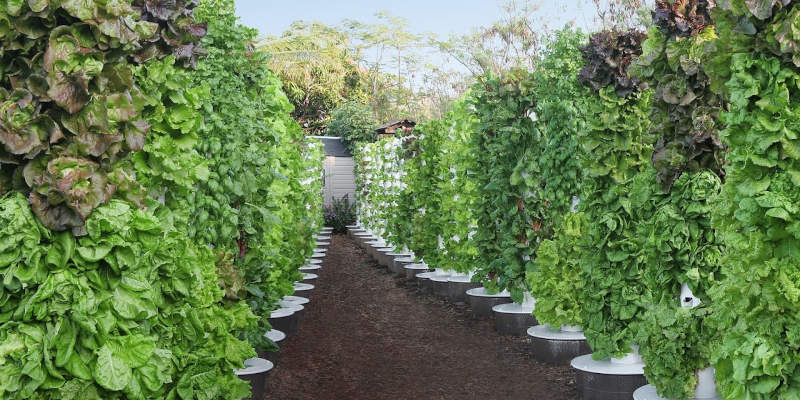 Controlled Environment Agriculture in Elkin, North Carolina