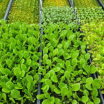 Herb Seedlings