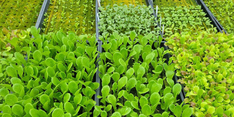 Herb Seedlings in Elkin, North Carolina